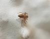 Oxyopes sp.